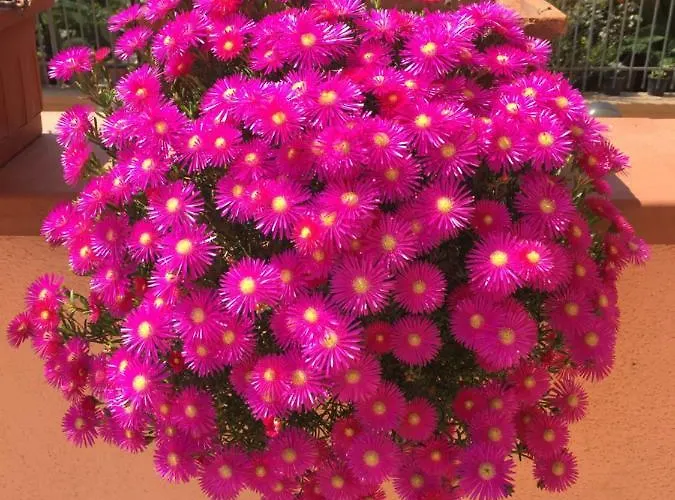 Bed & Breakfast Anthea