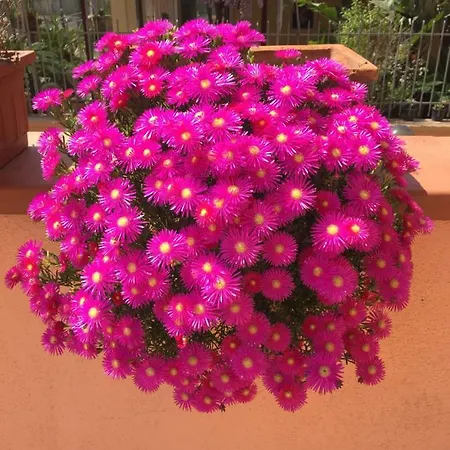 Frühstückspension Anthea